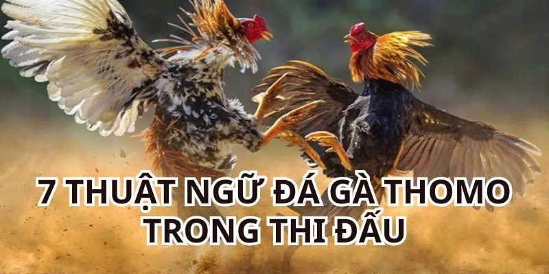 7 thuật ngữ đá gà Thomo trong khi thi đấu