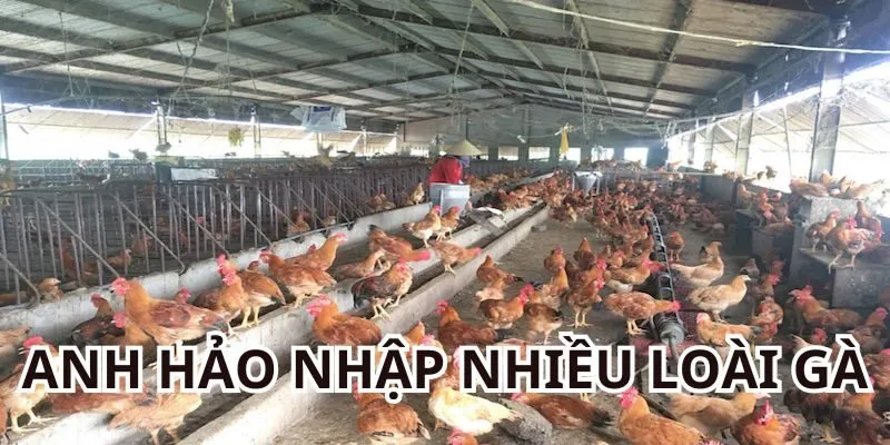 Anh Hảo Vũng Tàu nhập nhiều giống gà khác nhau