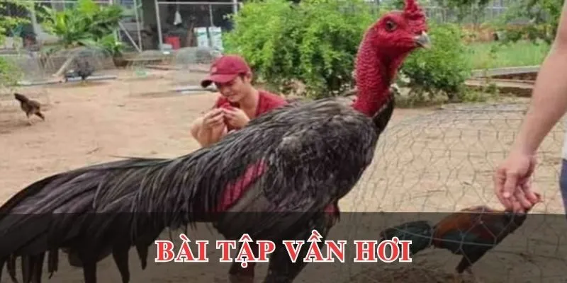 Bài tập vần gà chọi vần hơi dành cho newbie