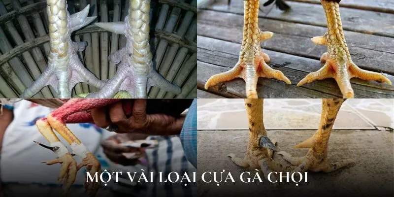 Một vài loại cựa gà chọi được tìm kiếm nhiều nhất hiện nay