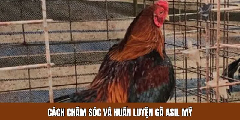 Hướng dẫn chăm sóc và huấn luyện cho gà Asil Mỹ