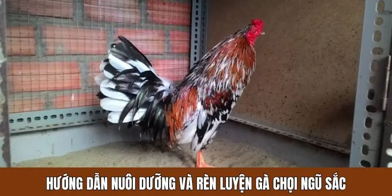 Những cách nuôi dưỡng và rèn luyện gà chọi hiệu quả nhất