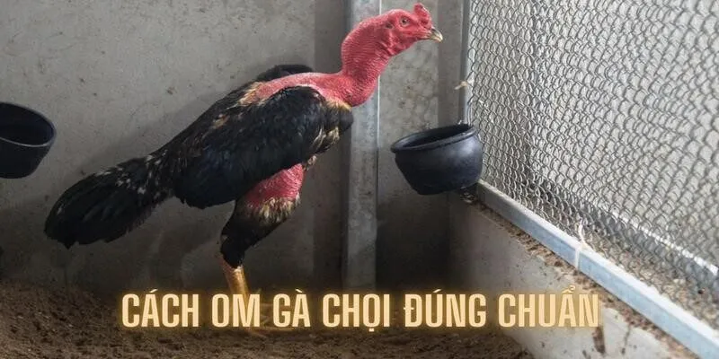 Hướng dẫn cách om gà chọi với 2 công thức bí mật