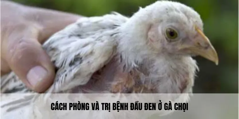 Cách phòng và điều trị đối với căn bệnh đầu đen ở gà chọi