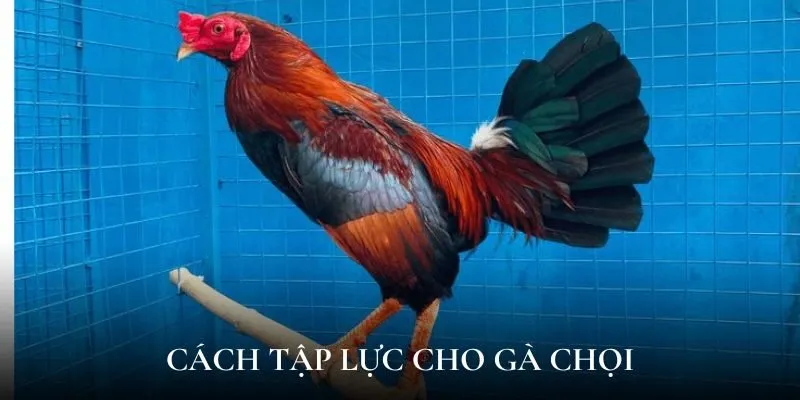 Cách tập lực cho gà chọi mang đến lợi thế nào?