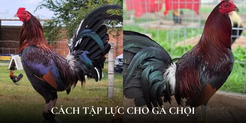 Cách tập lực cho gà chọi phải phù hợp