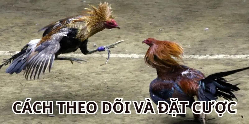 Cách theo dõi và đặt cược tại địa chỉ đá gà Thomo