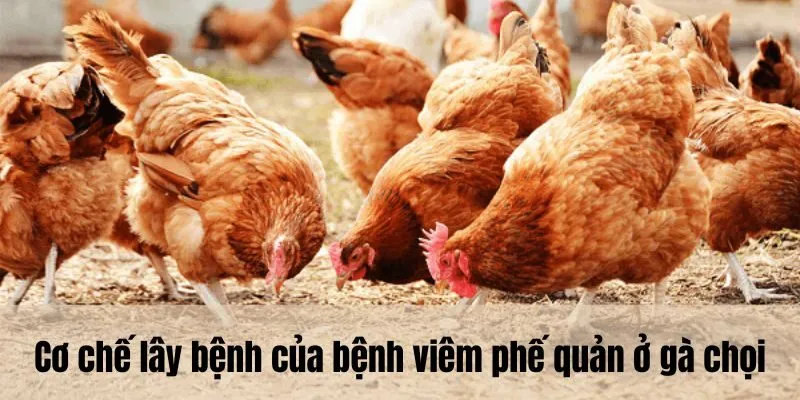 Cơ chế lây bệnh của bệnh viêm phế quản ở gà chọi