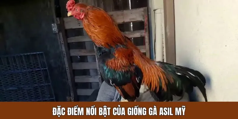 Những đặc điểm nổi bật của dòng Asil Mỹ
