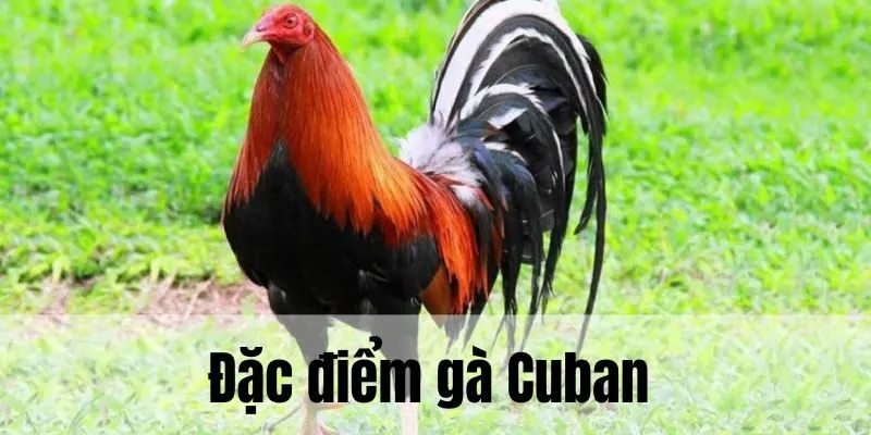 Đặc điểm tạo nên yếu tố riêng biệt của chiến kê Cuban 