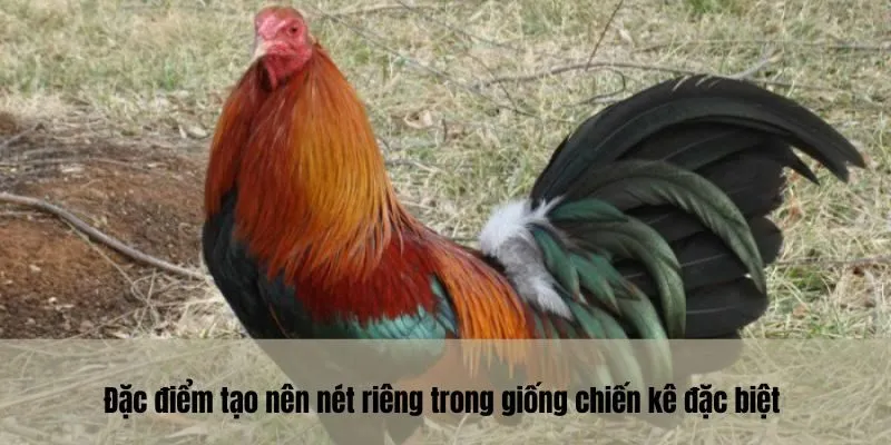Đặc điểm tạo nên nét riêng trong giống chiến kê đặc biệt 