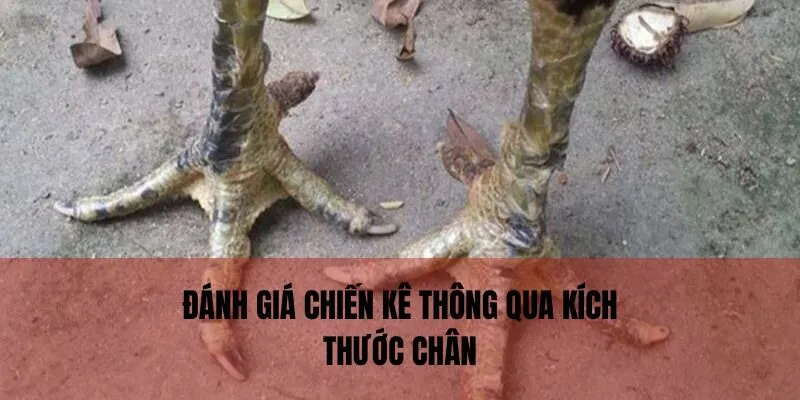 Đánh giá chiến kê thông qua kích thước chân chính xác