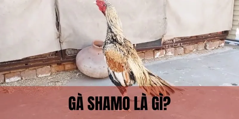 Gà Shamo nổi bật nhờ những yếu tố, tiêu chí chất lượng