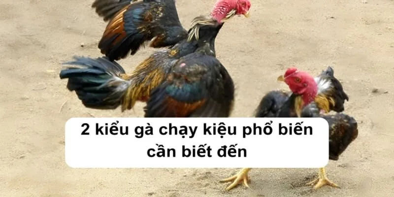 2 kiểu gà chạy kiệu phổ biến cần biết đến