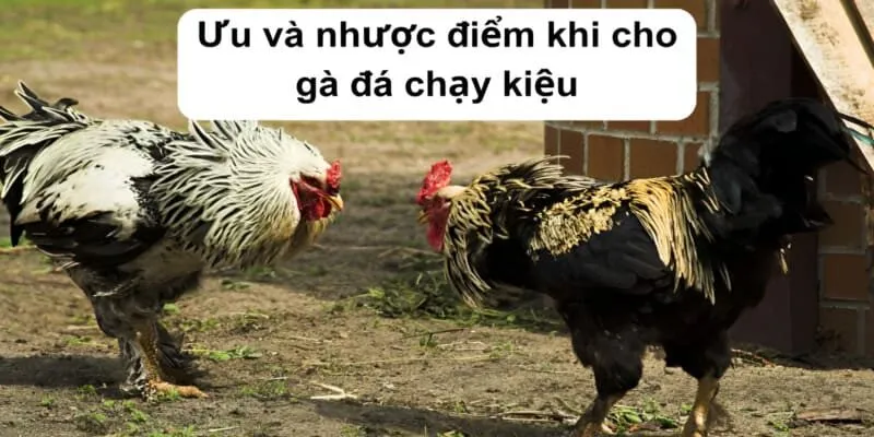 Ưu và nhược điểm khi cho gà đá chạy kiệu