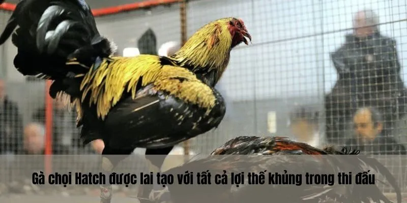 Gà chọi Hatch được lai tạo với tất cả lợi thế khủng trong thi đấu