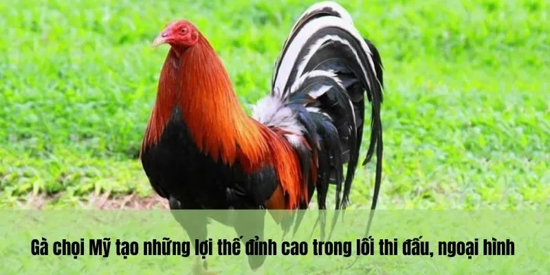 Gà chọi Mỹ tạo những lợi thế đỉnh cao trong lối thi đấu, ngoại hình 