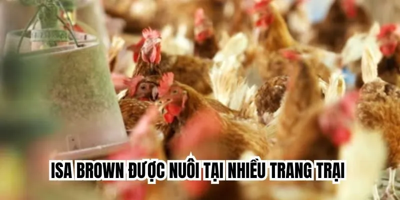 Một số lưu ý khi nuôi gà siêu trứng Isa Brown