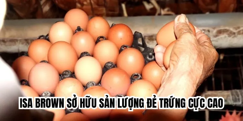 Isa Brown sở hữu sản lượng đẻ trứng cực cao