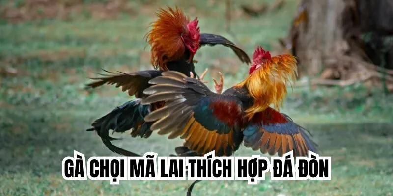 Gà chọi Mã Lai thích hợp đá đòn