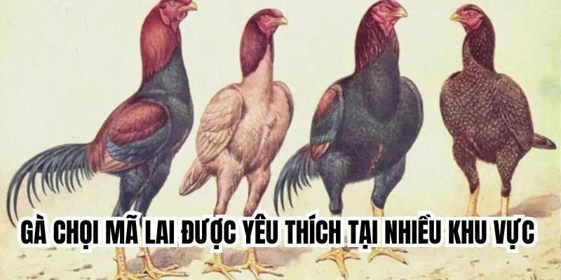 Gà chọi Mã Lai được yêu thích tại nhiều khu vực 