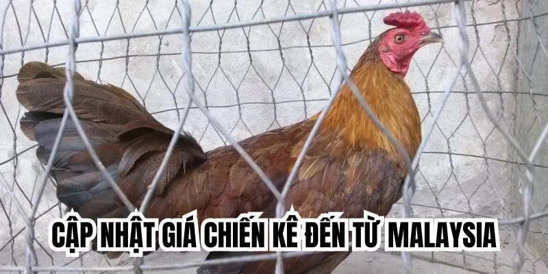 Cập nhật giá chiến kê đến từ Malaysia