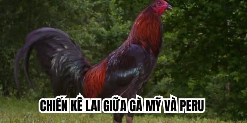 Chiến kê lai giữa gà Mỹ và Peru