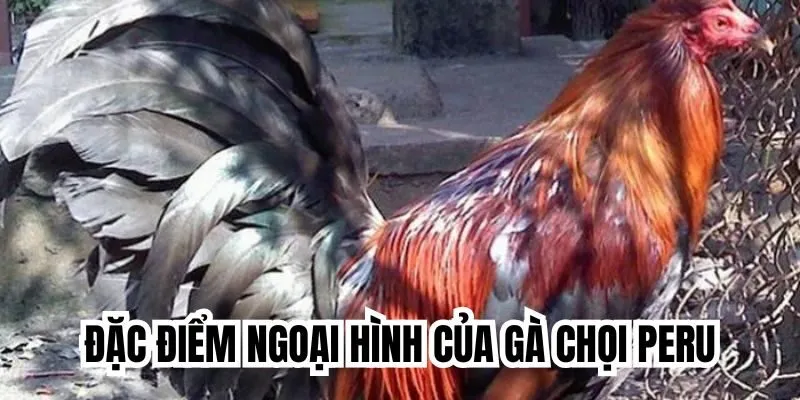 Đặc điểm ngoại hình của gà chọi Peru