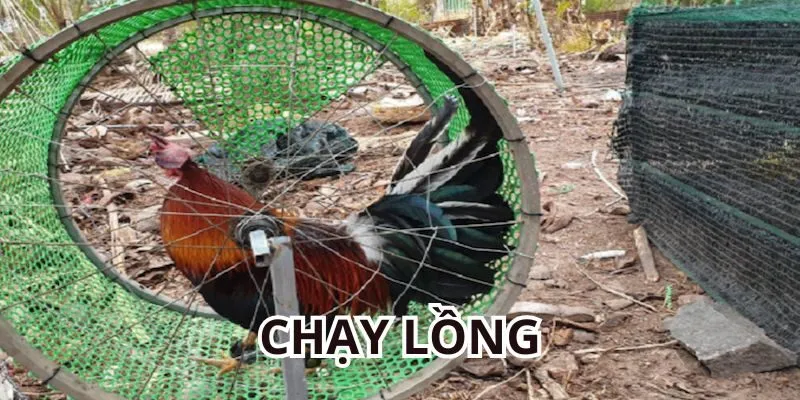 Giải thích thuật ngữ đá gà Thomo chạy lồng