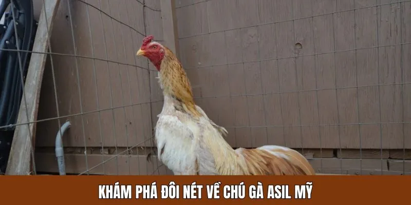 Giới thiệu sơ lược về dòng chiến kê Asil Mỹ