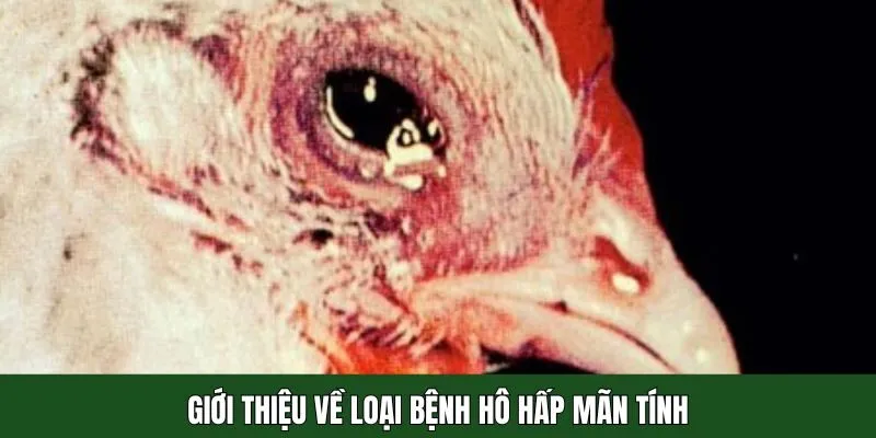 Tìm hiểu căn bệnh phổi mãn tính ở gà