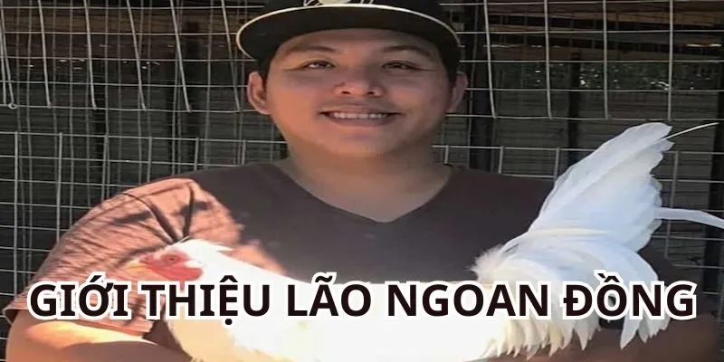 Giới thiệu ngắn gọn về sư kê Lão Ngoan Đồng