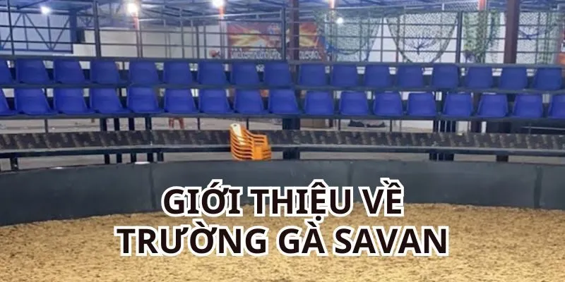 Giới thiệu dễ hiểu về trường gà Savan