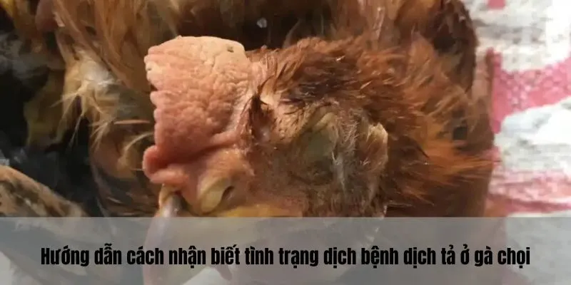 Hướng dẫn cách nhận biết tình trạng dịch bệnh dịch tả ở gà chọi