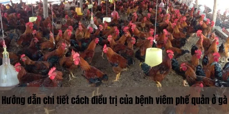 Hướng dẫn chi tiết cách điều trị của bệnh viêm phế quản ở gà