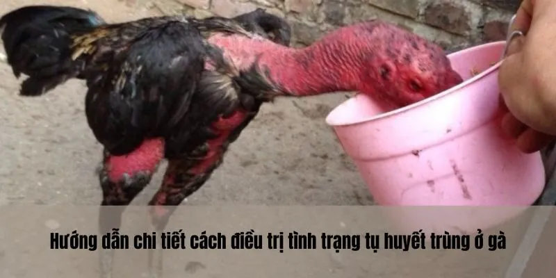 Hướng dẫn chi tiết cách điều trị tình trạng tụ huyết trùng ở gà