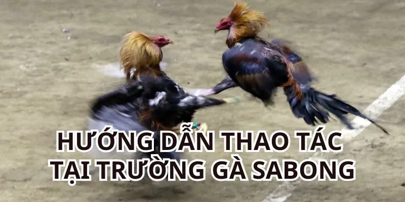 Hướng dẫn theo dõi và đặt cược trường gà Sabong online