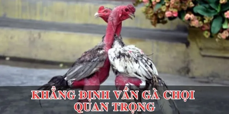 Những yếu tố khẳng định vần gà chọi quan trọng