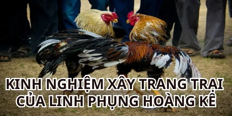 Một số kinh nghiệm xây dựng trang trại của Linh Phụng Hoàng Kê