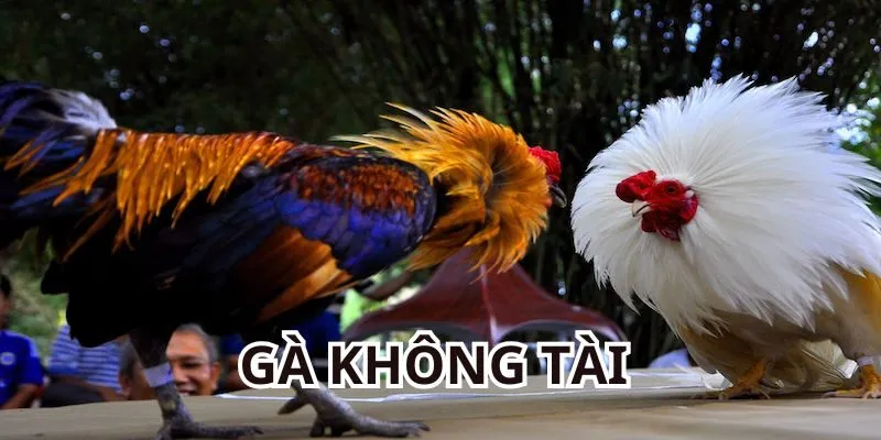 Lão Ngoan Đồng cho rằng gà không tài là lựa chọn tốt