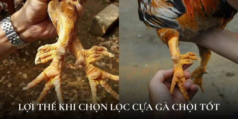 Lợi thế khi chọn lọc cựa gà chọi tốt