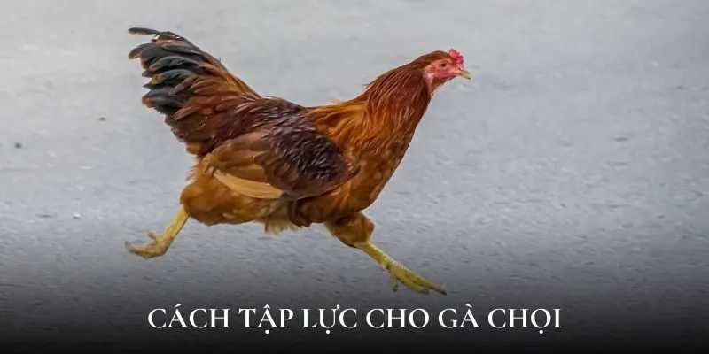 Những cách tập lực cho gà chọi đúng đắn nhất