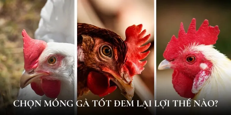 Chọn mồng gà tốt đem lại lợi thế nào?