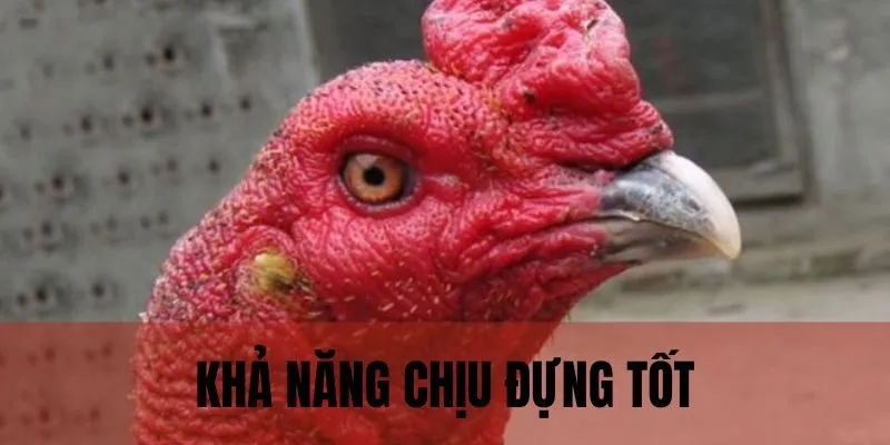 Gà mắt lì với sức chịu đựng, tấn công vượt trội