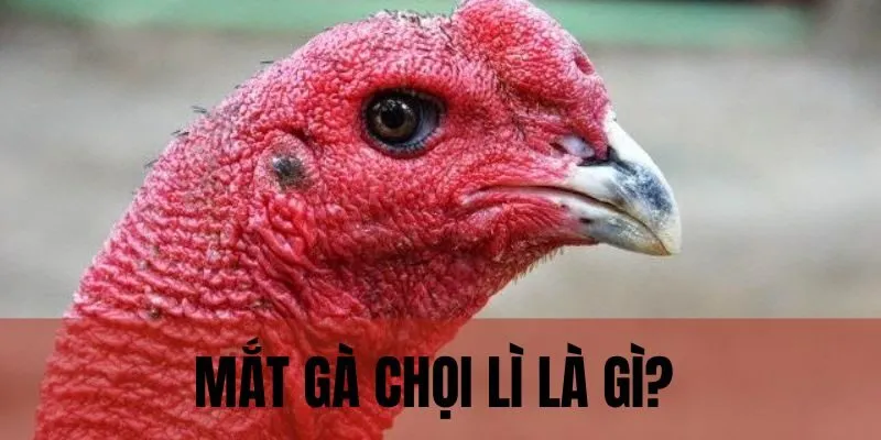 Mắt gà chọi lì thể hiện tất cả sức mạnh sở hữu của chiến kê