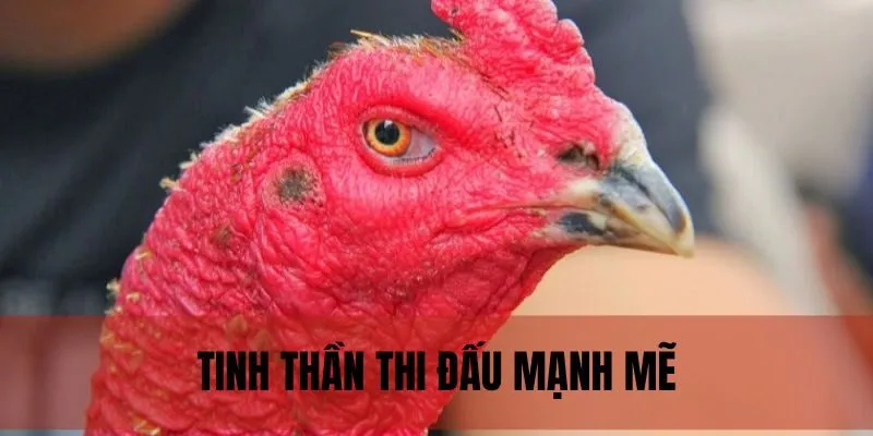 Chiến kê mắt lì thể hiện tinh thần giao chiến cực đỉnh cao 