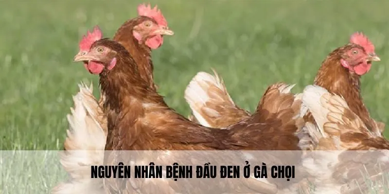 Thông tin chung về bệnh đầu đen ở gà chọi là gì