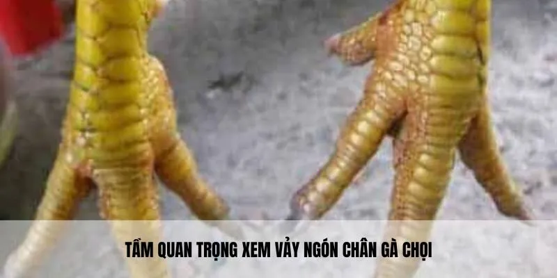 Xem vảy gà chọi hướng đến quy trình chăm sóc, huấn luyện tối ưu 