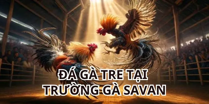 Theo dõi đá gà tre tại trường gà Savan luôn hồi hộp