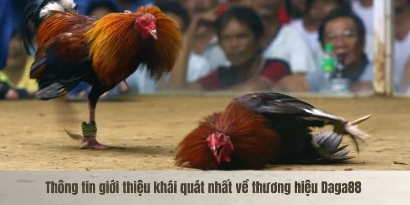 Thông tin giới thiệu khái quát nhất về thương hiệu Daga88 